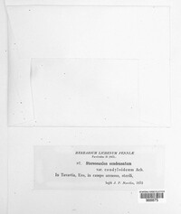 Stereocaulon condensatum image
